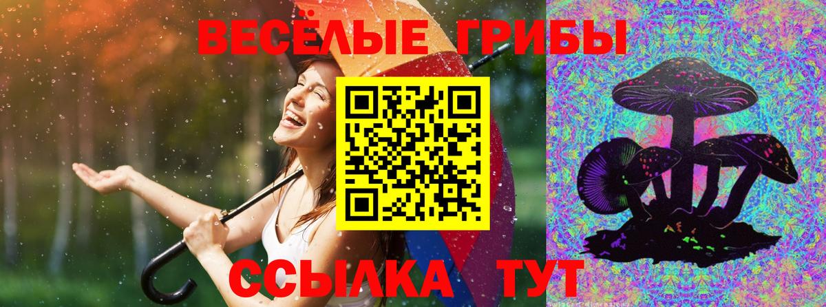 Псилоцибиновые грибы Psilocybe Свободный