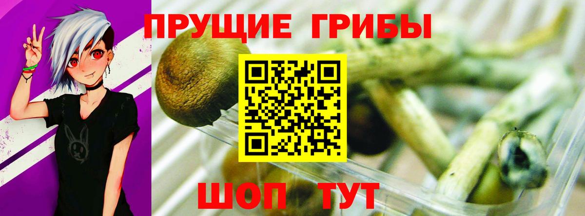 Свободный  Псилоцибиновые грибы мицелий  где купить наркотик  Вход с VPN  Галлюциногенные грибы мицелий 